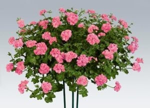 Pembe sarkan sakız sardunya fidesi ithal pelargonium pink