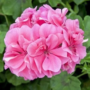 Pembe sarkan sakız sardunya fidesi ithal pelargonium pink