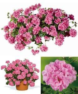 Pembe sarkan sakız sardunya fidesi ithal pelargonium pink