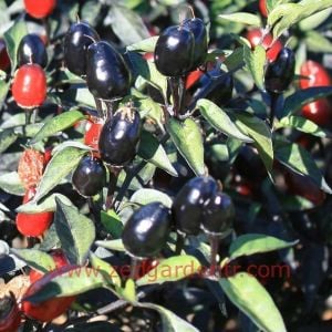 Siyah zeytin biberi tohumu black olive pepper