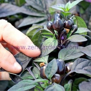 Siyah zeytin biberi tohumu black olive pepper