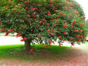 Erythrina crista galli tohumu zambak çiçekli mercan ağacı