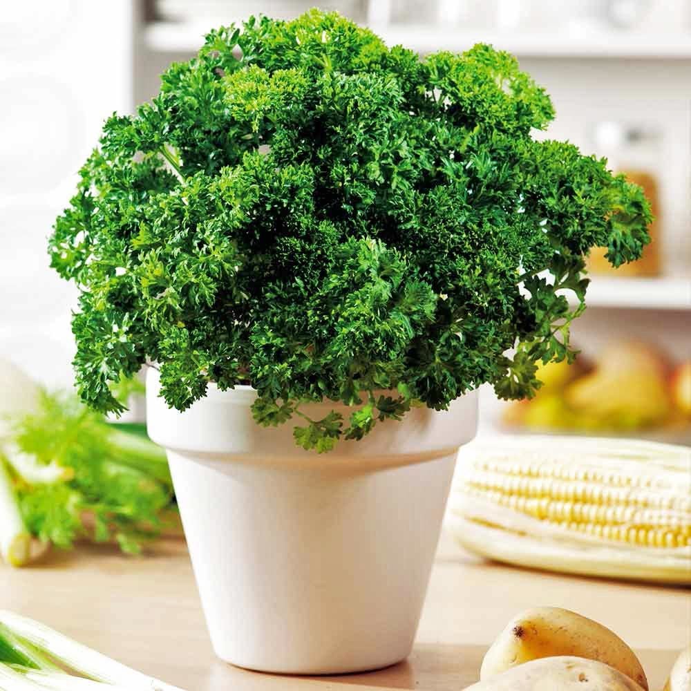Kıvırcık maydanoz tohumu atalık saksı tipi moss curled parsley