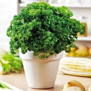 Kıvırcık maydanoz tohumu atalık saksı tipi moss curled parsley