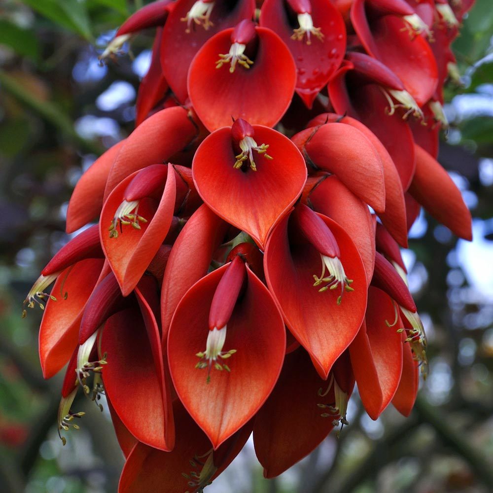 Erythrina crista galli tohumu zambak çiçekli mercan ağacı