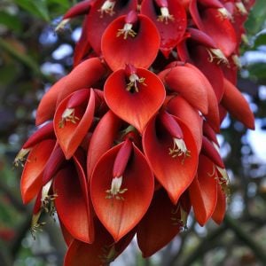 Erythrina crista galli tohumu zambak çiçekli mercan ağacı