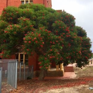 Erythrina crista galli tohumu zambak çiçekli mercan ağacı