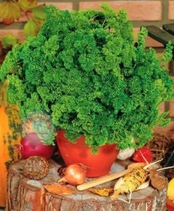 Kıvırcık maydanoz tohumu atalık saksı tipi moss curled parsley