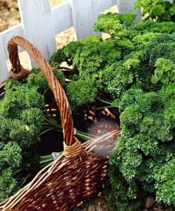 Kıvırcık maydanoz tohumu atalık saksı tipi moss curled parsley