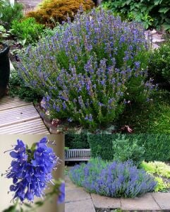 Lavanta çiçekli Zufaotu tohumu hyssopus officinalis