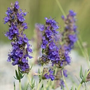 Lavanta çiçekli Zufaotu tohumu hyssopus officinalis