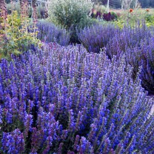 Lavanta çiçekli Zufaotu tohumu hyssopus officinalis