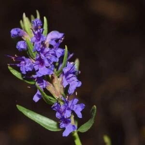 Lavanta çiçekli Zufaotu tohumu hyssopus officinalis