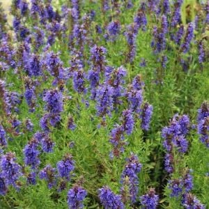 Lavanta çiçekli Zufaotu tohumu hyssopus officinalis