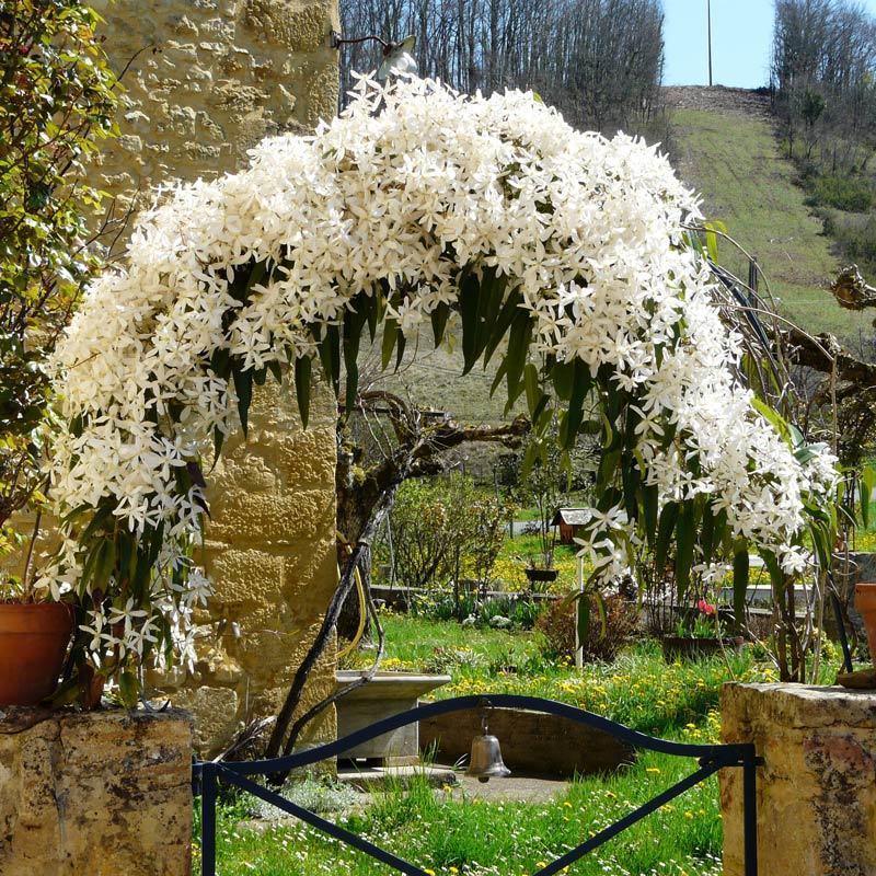 Beyaz clematis armandii fidanı yoğun kokulu