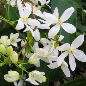 Beyaz clematis armandii fidanı yoğun kokulu