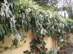 Beyaz clematis armandii fidanı yoğun kokulu