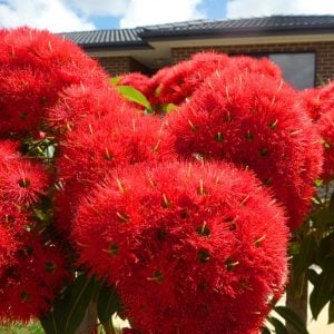 Kırmızı corymbia tohumu süs ağacı corymbia ficifolia
