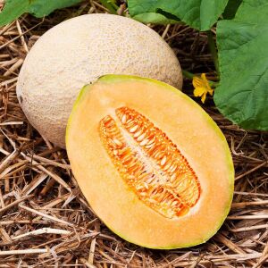 Dev kavun tohumu geleneksel melon best jumbo hales