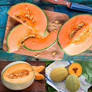 Dev kavun tohumu geleneksel melon best jumbo hales