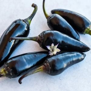 Siyah macar biberi tohumu orta acı geleneksel black hungarian pepper seeds