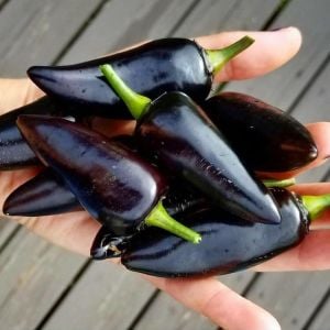 Siyah macar biberi tohumu orta acı geleneksel black hungarian pepper seeds