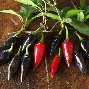 Siyah macar biberi tohumu orta acı geleneksel black hungarian pepper seeds