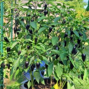 Siyah macar biberi tohumu orta acı geleneksel black hungarian pepper seeds