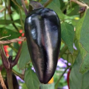 Siyah macar biberi tohumu orta acı geleneksel black hungarian pepper seeds