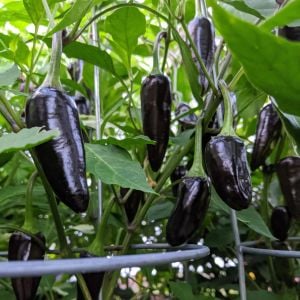 Siyah macar biberi tohumu orta acı geleneksel black hungarian pepper seeds