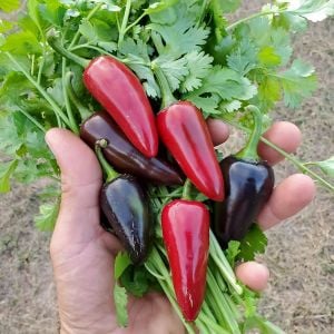 Siyah macar biberi tohumu orta acı geleneksel black hungarian pepper seeds