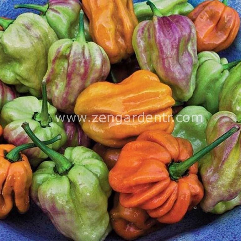 Hardal habanero biberi tohumu acı