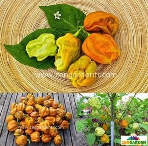 Hardal habanero biberi tohumu acı