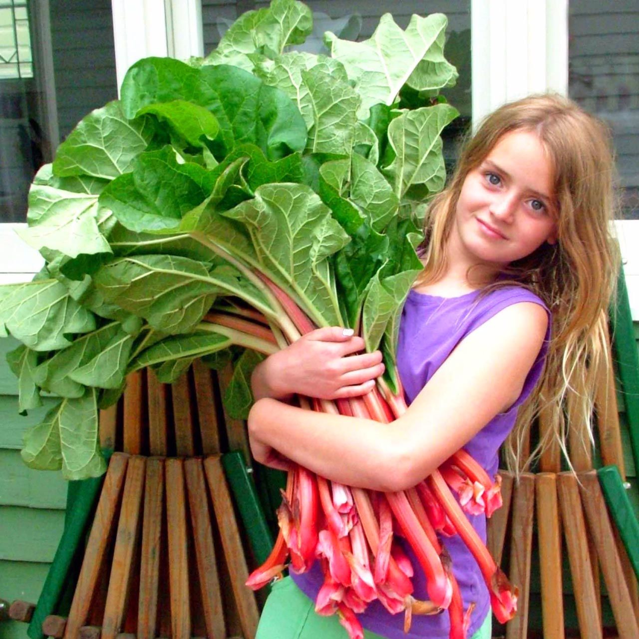 Rhubarb pink victoria pembe ravent tohumu