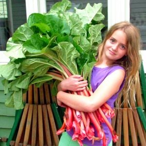 Rhubarb pink victoria pembe ravent tohumu