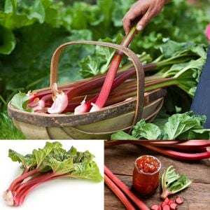 Rhubarb pink victoria pembe ravent tohumu