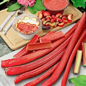 Rhubarb pink victoria pembe ravent tohumu