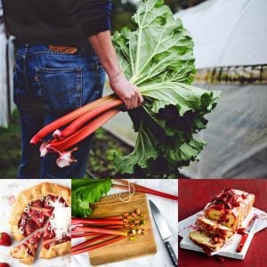 Rhubarb pink victoria pembe ravent tohumu