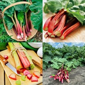 Rhubarb pink victoria pembe ravent tohumu