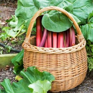 Rhubarb pink victoria pembe ravent tohumu