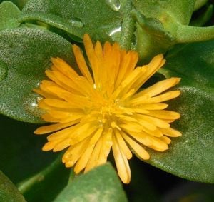 Buz çiçeği fidesi aptenia cordifolia baby sun rose gold aptenia haekeliana