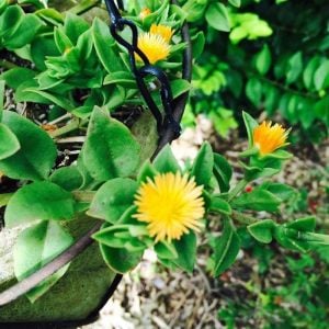 Buz çiçeği fidesi aptenia cordifolia baby sun rose gold aptenia haekeliana