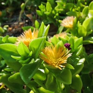 Buz çiçeği fidesi aptenia cordifolia baby sun rose gold aptenia haekeliana