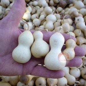 Minyatür şişe su kabağı tohumu mini bottle gourd