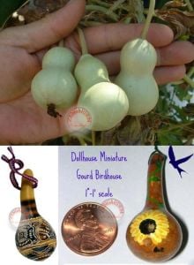 Minyatür şişe su kabağı tohumu mini bottle gourd