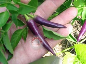 Mor cayenne acı biber tohumu geleneksel long purple cayenne seeds