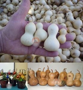 Minyatür şişe su kabağı tohumu mini bottle gourd