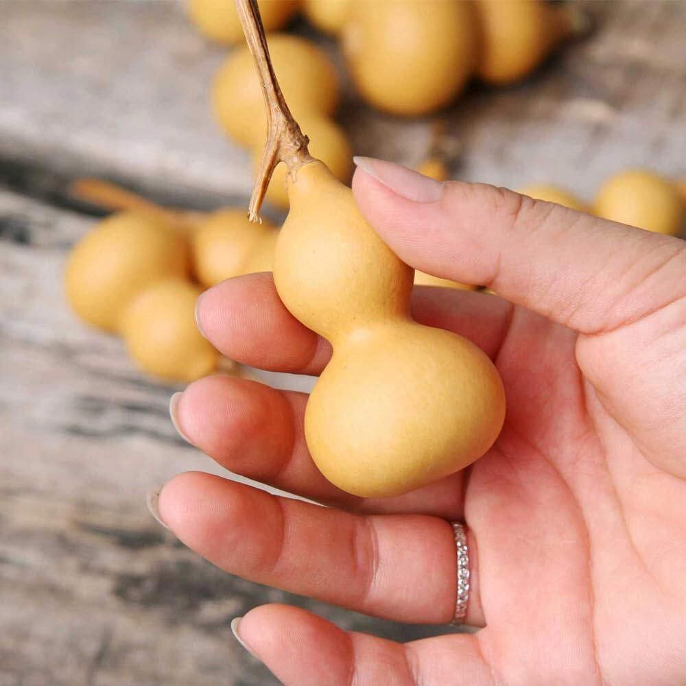 Minyatür şişe su kabağı tohumu mini bottle gourd