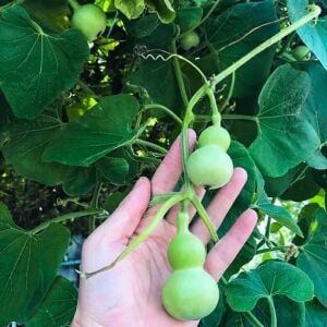 Minyatür şişe su kabağı tohumu mini bottle gourd