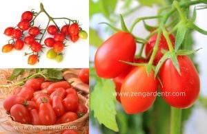 Kırmızı üzüm corbarino domates tohumu geleneksel